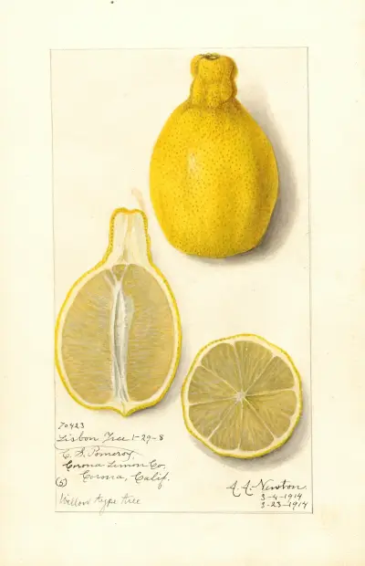 Citron: Lissabon av Amanda Almira Newton