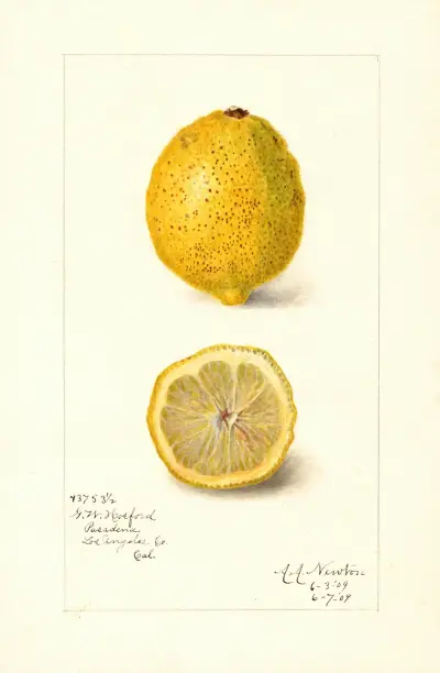 Citrus limon av Amanda Almira Newton