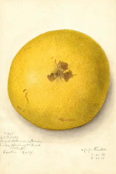 Citrus paradisi, 1911 – nr 2 av Amanda Almira Newton