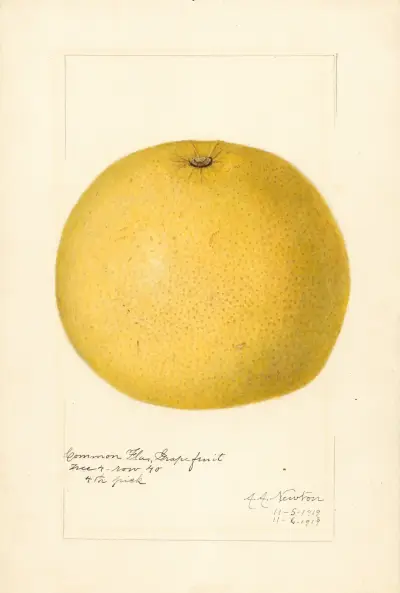Citrus paradisi, 1919 av Amanda Almira Newton