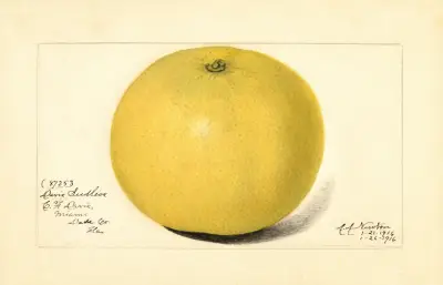 Citrus paradisi: Davis Seedless av Amanda Almira Newton