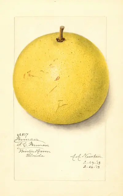 Citrus paradisi: Inman av Amanda Almira Newton