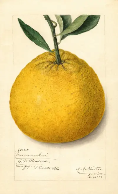 Citrus paradisi: Natsumikan av Amanda Almira Newton