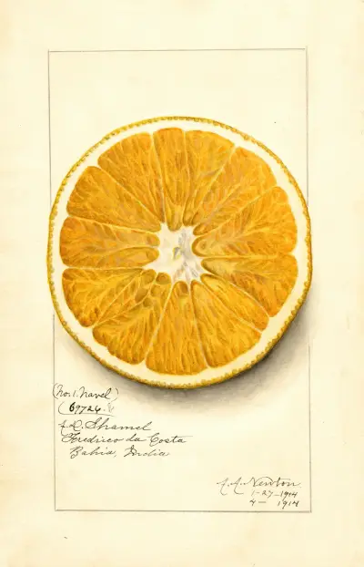 Citrus paradisi: Navel av Amanda Almira Newton