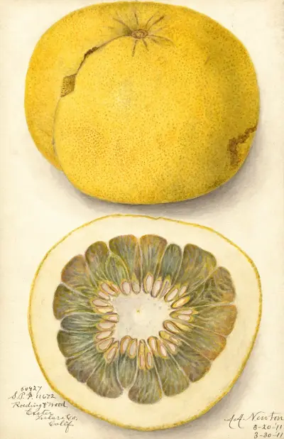 Citrus paradisi, 1911 – nr 1 av Amanda Almira Newton