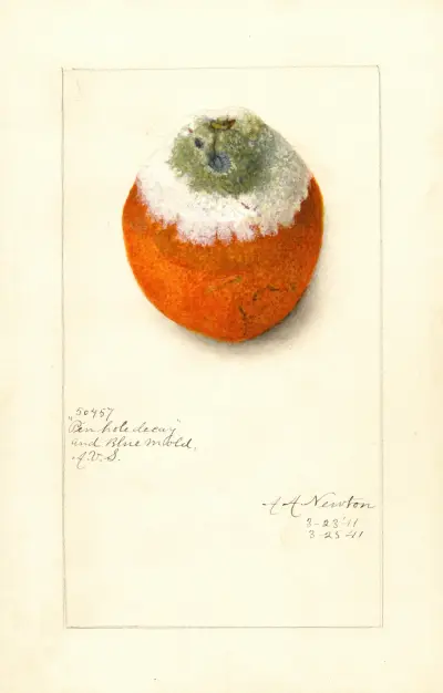 Citrus sinensis av Amanda Almira Newton
