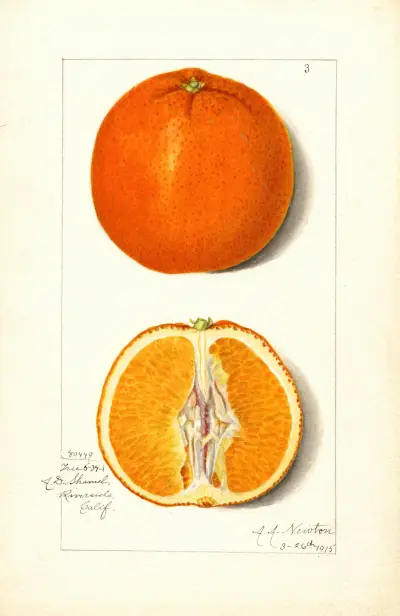 Citrus sinensis av Amanda Almira Newton