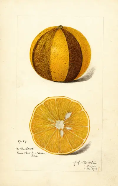 Citrus sinensis, 1915 – nr 2, Amanda Almira Newton