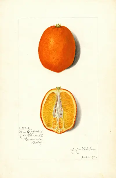 Citrus sinensis av Amanda Almira Newton