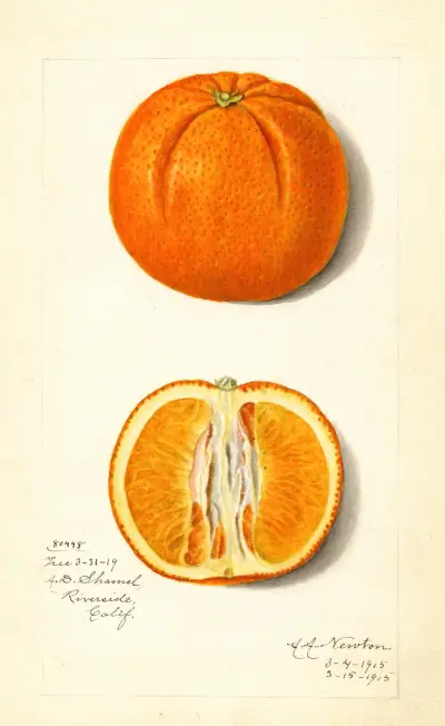 Citrus sinensis av Amanda Almira Newton