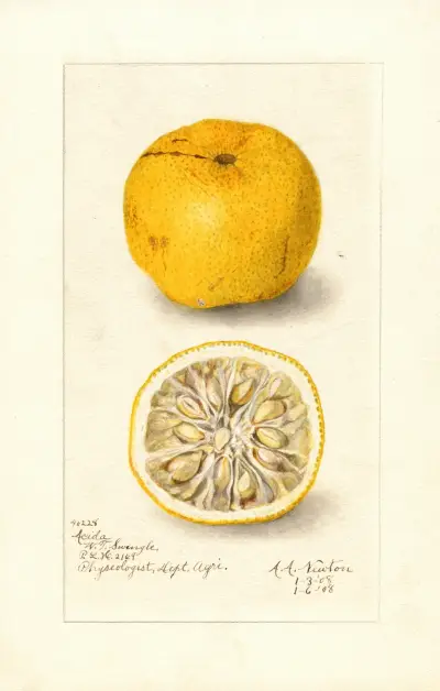 Citrus sinensis: Acida av Amanda Almira Newton