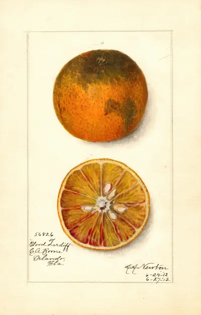 Citrus sinensis: Blood Tardiff av Amanda Almira Newton
