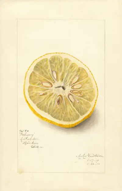 Citrus sinensis: Ichang av Amanda Almira Newton