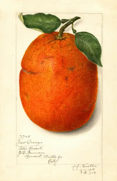 Citrus sinensis: New av Amanda Almira Newton
