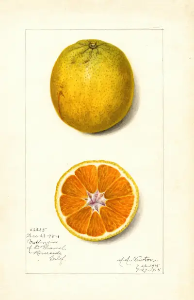 Citrus sinensis: Valencia av Amanda Almira Newton