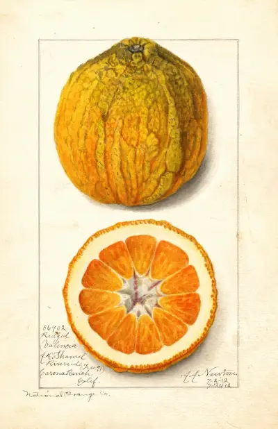 Citrus sinensis: Valencia av Amanda Almira Newton