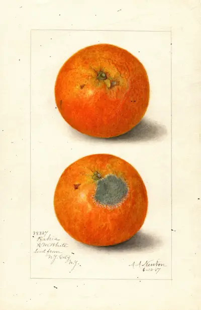 Citrus sinensis: Washington Navel av Amanda Almira Newton