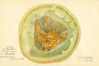 Cucumis melo: Antibes Green av Amanda Almira Newton