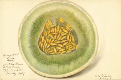Cucumis melo: Honey Dew av Amanda Almira Newton