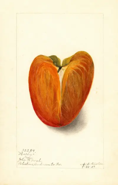 Diospyros: Hachiya, 1904 von Amanda Almira Newton