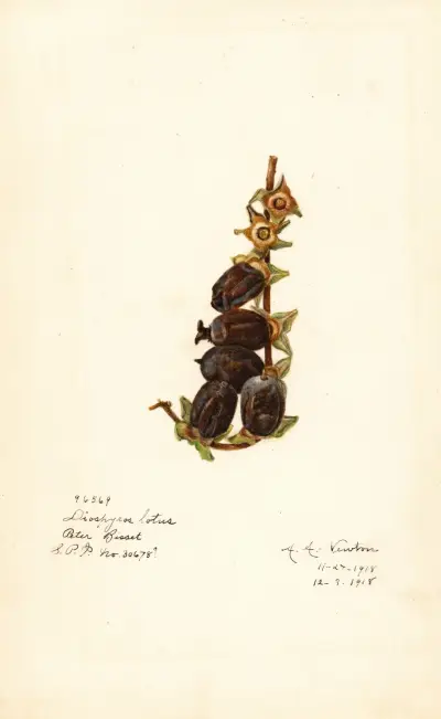 Diospyros av Amanda Almira Newton