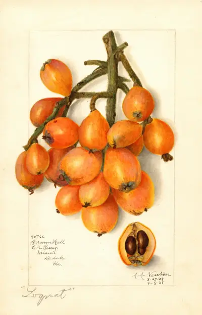 Eriobotrya japonica: Baronne Hall av Amanda Almira Newton