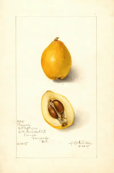 Eriobotrya japonica: Premier av Amanda Almira Newton