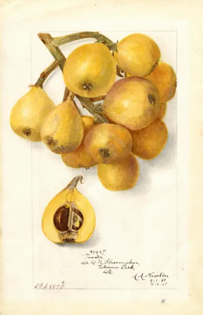 Eriobotrya japonica: Tanaka av Amanda Almira Newton