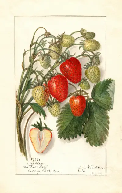 Fragaria: Berlin av Amanda Almira Newton