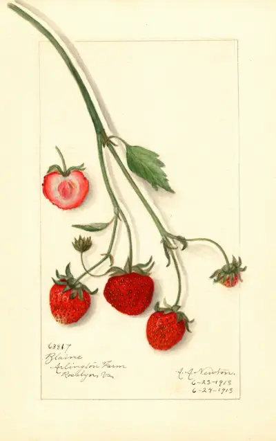 Fragaria: Blaine av Amanda Almira Newton