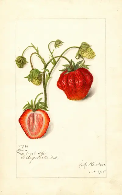 Fragaria: Dew av Amanda Almira Newton