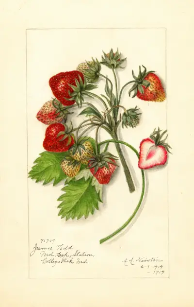 Fragaria: James Todd av Amanda Almira Newton