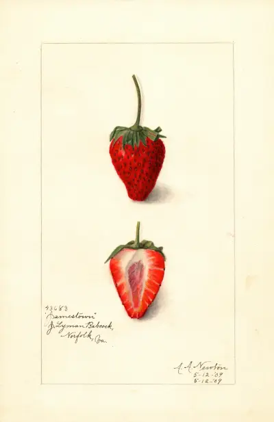 Fragaria: Jamestown av Amanda Almira Newton