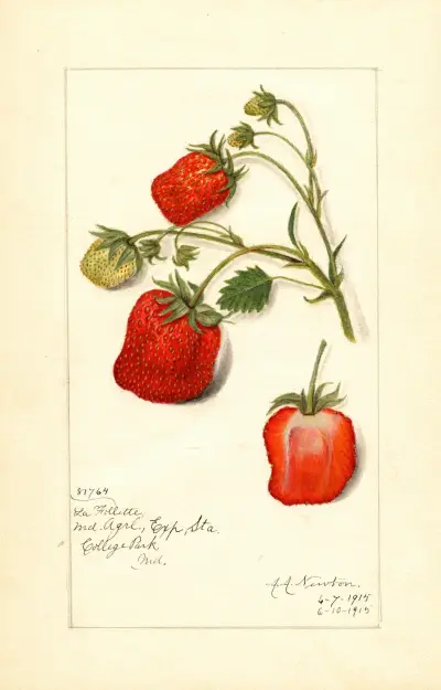 Fragaria: La Follette av Amanda Almira Newton
