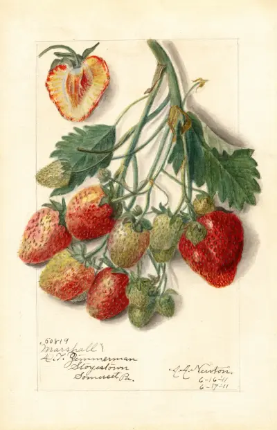 Fragaria: Marshall av Amanda Almira Newton