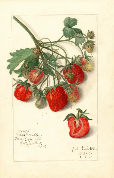 Fragaria: Mrs av Amanda Almira Newton