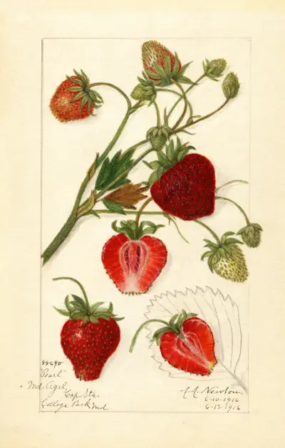 Fragaria: Pearl av Amanda Almira Newton