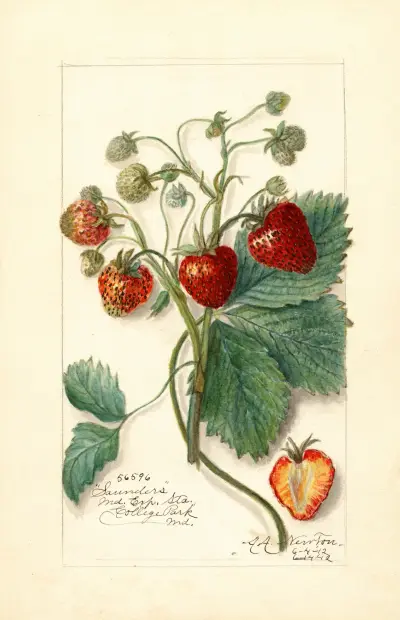 Fragaria: Saunders (Smultron: Saunders) av Amanda Almira Newton