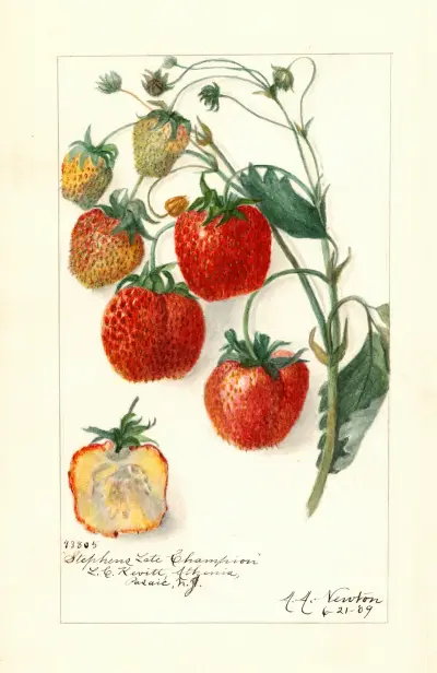 Fragaria: Stephens Late Champion av Amanda Almira Newton