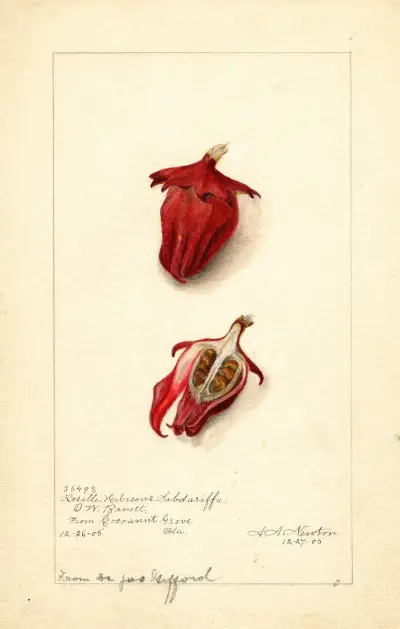 Hibiscus sabdariffa: Roselle av Amanda Almira Newton