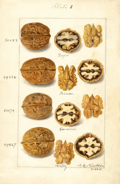 Juglans, 1911 – nr 2 av Amanda Almira Newton