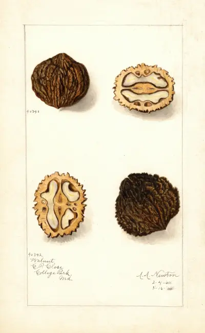 Juglans av Amanda Almira Newton