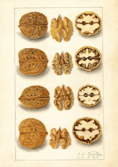 Juglans, 1911 – nr 1 av Amanda Almira Newton