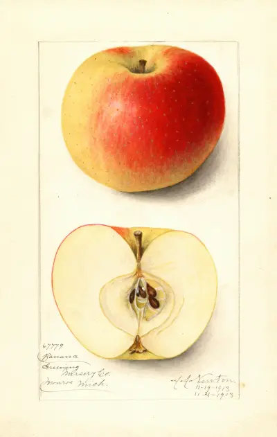 Malus domestica: Banana av Amanda Almira Newton