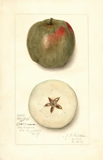 Malus domestica: Ben Cap av Amanda Almira Newton