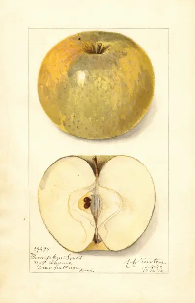 Malus domestica: Pumpkin Sweet av Amanda Almira Newton