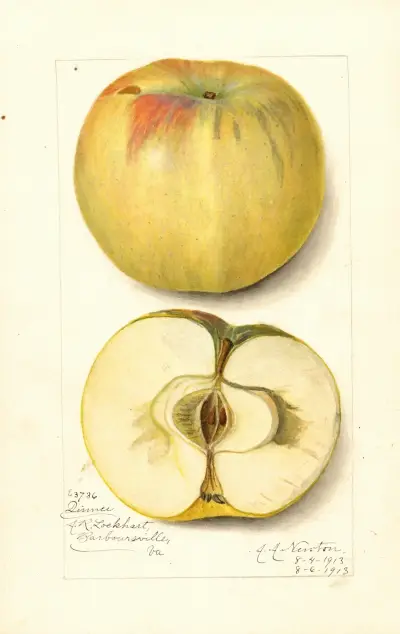 Malus domestica: Quince av Amanda Almira Newton