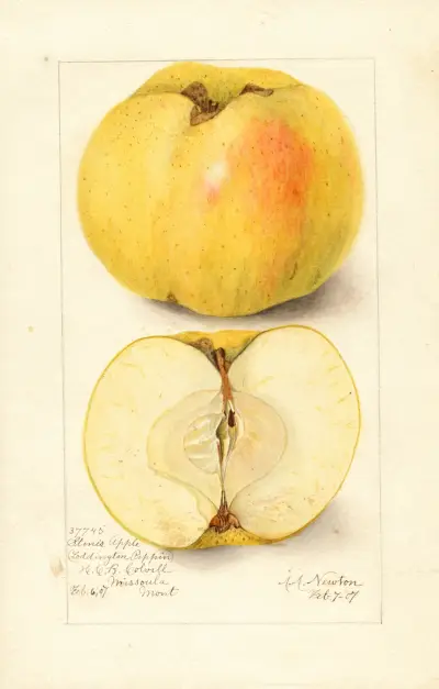 Malus domestica: Stones Apple av Amanda Almira Newton