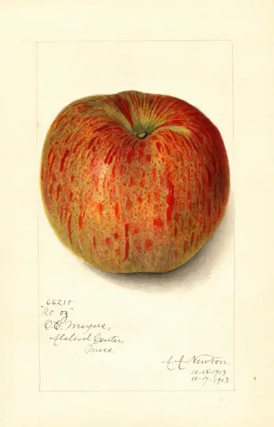 Malus domestica: Twenty Ounce av Amanda Almira Newton