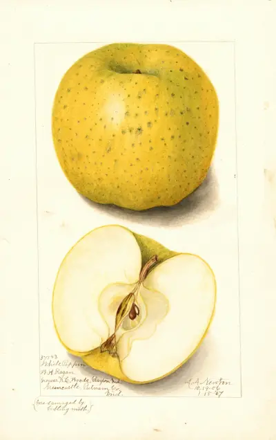 Malus domestica: White Pippin av Amanda Almira Newton